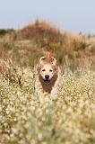 GOLDEN RETRIEVER 207